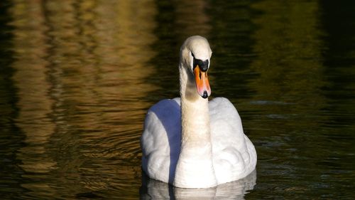 Swan swimming in lake