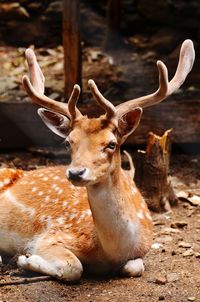 Deer on field