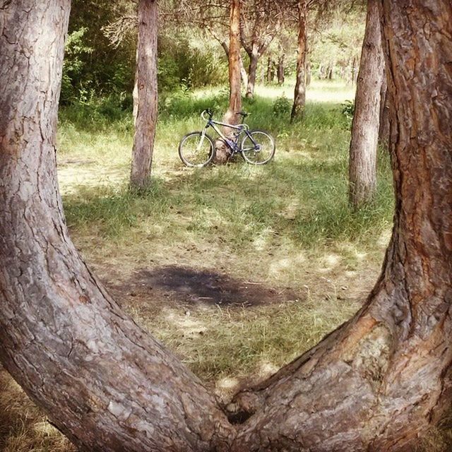 tree, tree trunk, wood - material, bicycle, growth, forest, old, tranquility, nature, day, wooden, wood, no people, outdoors, abandoned, sunlight, grass, shadow, landscape, damaged