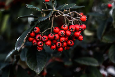 Close-up of red berries growing on tree