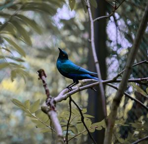 Bird perching on a tree