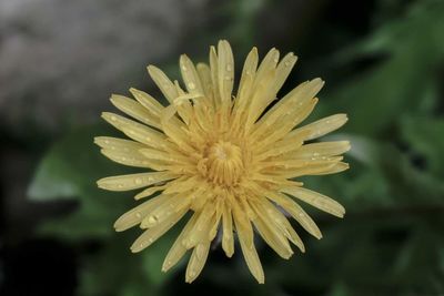 Close-up of flowers