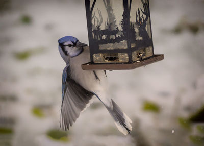 Close-up of bird flying