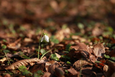 Close-up of dry maple leaves on field