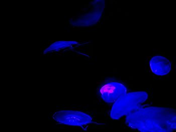 Jellyfish swimming in sea