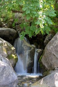 Scenic view of waterfall in forest