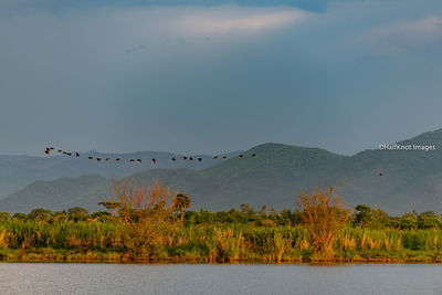 Birds flying over lake against sky