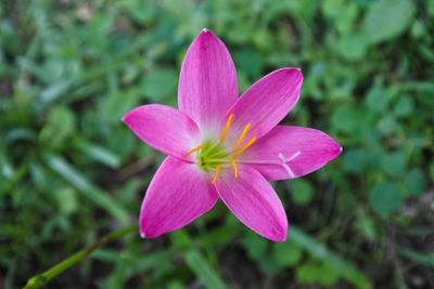 Close-up of pink rose flower