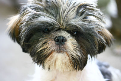 Close-up portrait of dog