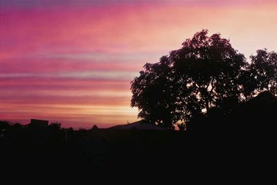 Silhouette of trees at sunset