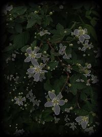 Plant growing on a tree