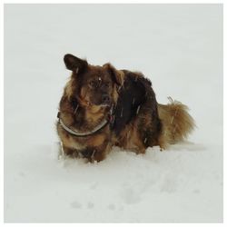 Dog standing on snow covered field