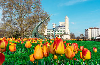 Tulips in park by building against sky