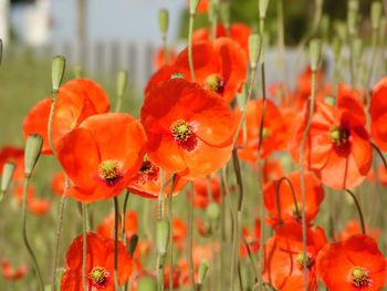 Close-up of red poppy flowers in field