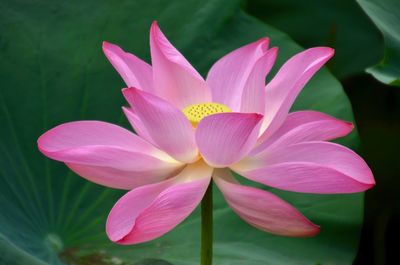 Close-up of pink lotus water lily