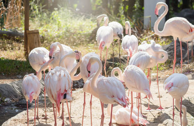 View of birds on field