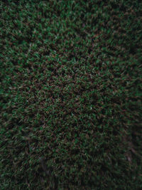 Full frame shot of grass on field