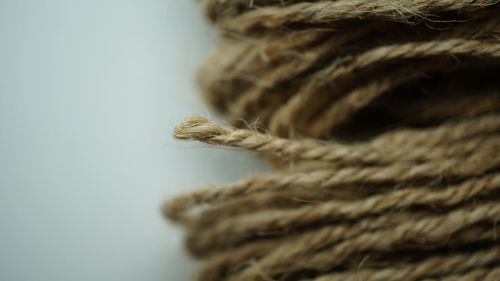 Close-up of an animal over white background