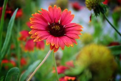 Close-up of red flower blooming outdoors