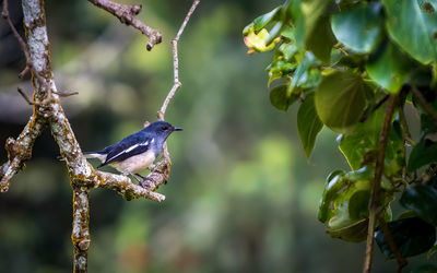 Close-up of bird perching on branch