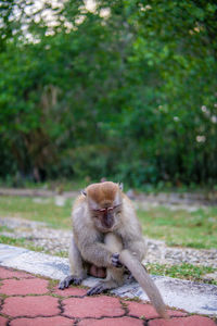 Monkeys in the park are hungry