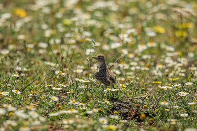 Bird perching on land