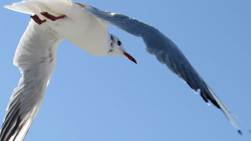 Low angle view of seagull flying against clear sky on sunny day