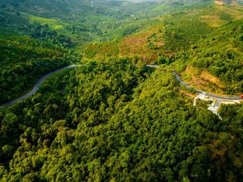 High angle view of pine trees in forest