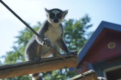 Low angle view of lemur catta on tree against sky