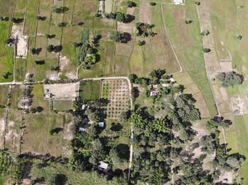 High angle view of trees and plants on field