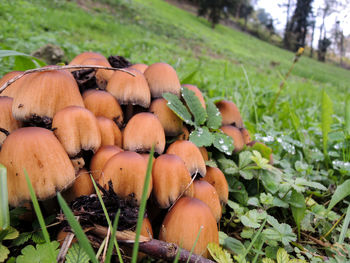 Close-up of pumpkins on field
