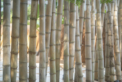 Full frame shot of bamboos