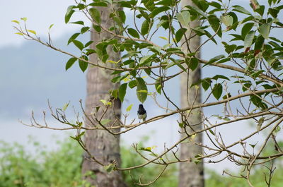 Low angle view of bird perching on tree