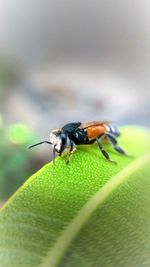 Close-up of insect