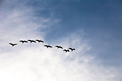 Low angle view of silhouette birds flying in sky