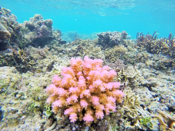 Close-up of coral in sea