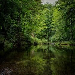 Scenic view of lake amidst trees in forest