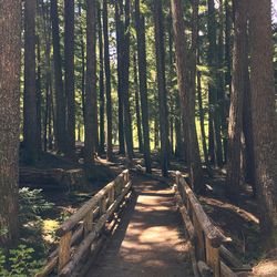 Trees in forest