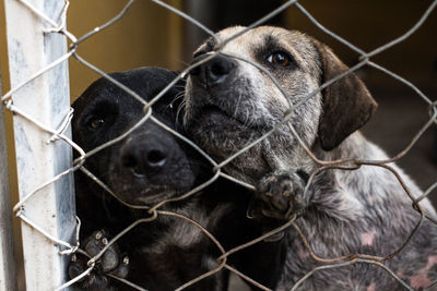 Close-up portrait of a dog in cage