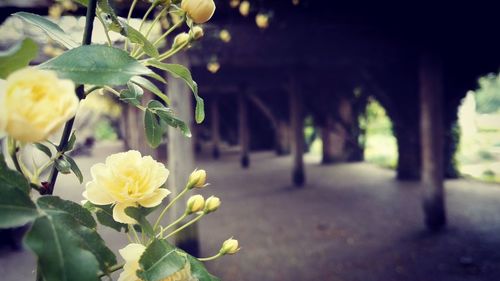 Close-up of flowers blooming outdoors