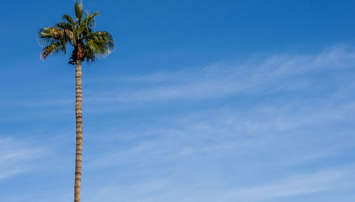 Low angle view of coconut palm tree against sky