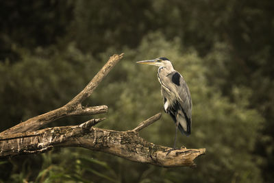 Bird perching on tree