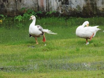 View of ducks on grassy land