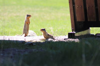 Birds on the ground