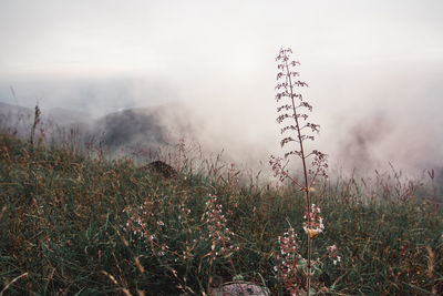 Plants growing on land against sky