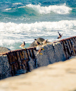 View of seagulls on beach