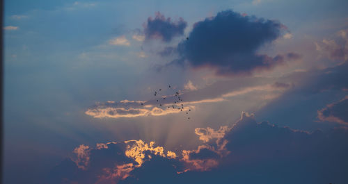 Low angle view of birds flying in sky