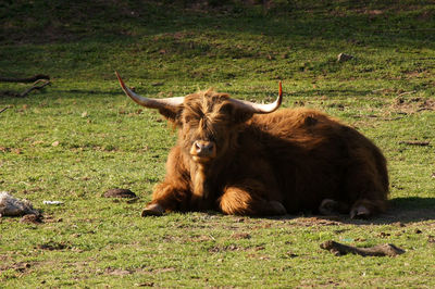 Lion relaxing on a field