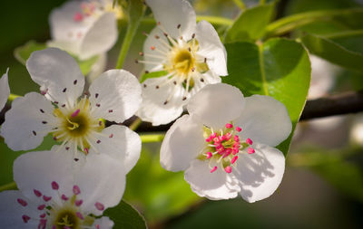 Close-up of white flowers