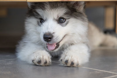 Close-up portrait of white dog at home